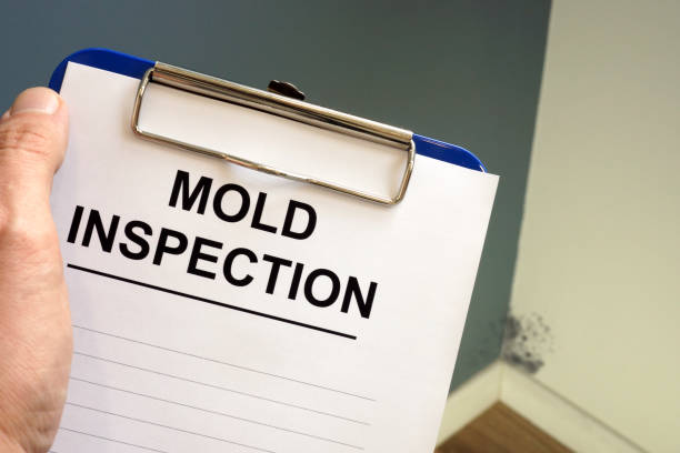 Best Black Mold Removal  in Fountain Hill, PA